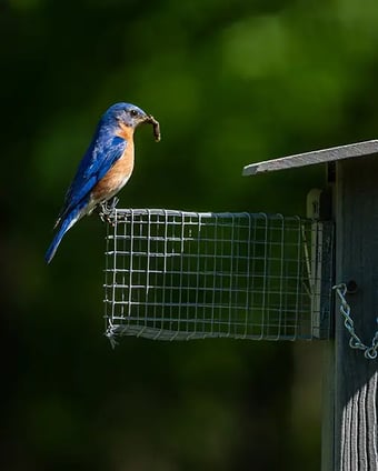 An Eastern Bluebird sits atop a nesting box with a caterpillar in its beak at Stonehenge Golf Club in Tennessee.