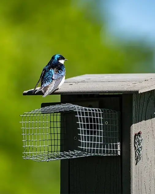 A Tree Swallow sits atop a nesting box at Stonehenge Golf Club in Tennessee.