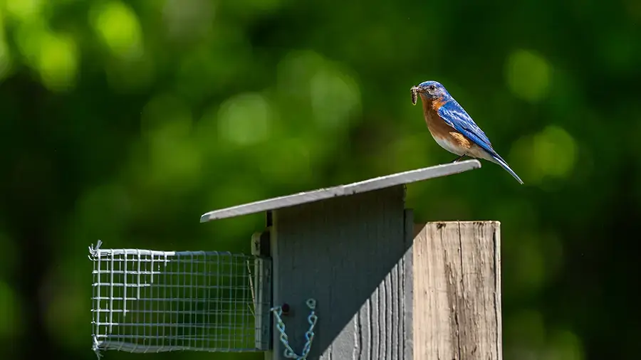 Bluebirds on the Fairway: How Tennessee Golf Courses Are Helping a Native Bird Thrive